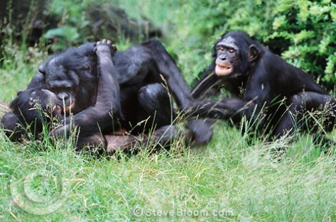 Mating pair of bonobos being disturbed by a jealous male. Bonobo (Pan paniscua)