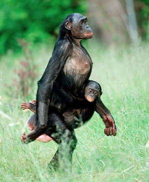 bonobo_walking_300