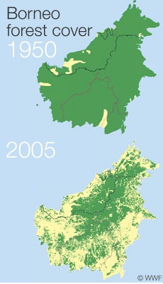 Borneo deforestation