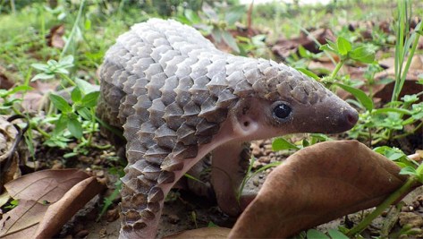 cute_baby_pangolin