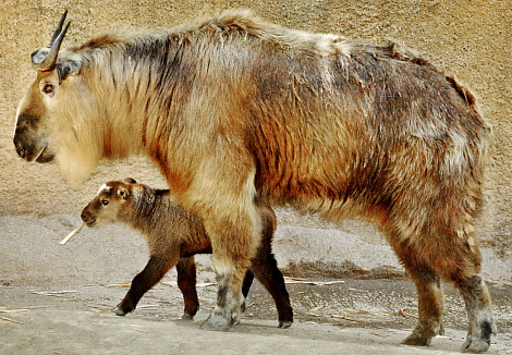 Photo from Zoo Borns