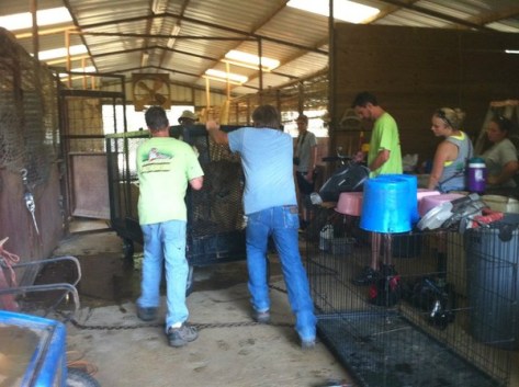 Photo by In-Sync Exotics