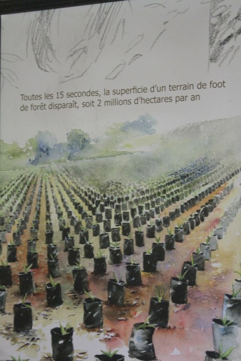 Orangutan's and Palm Oil