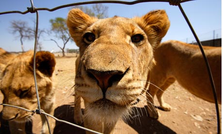 Photo from The Guardian