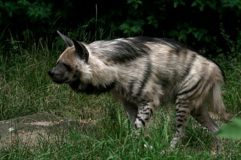 Photo from Carnivora