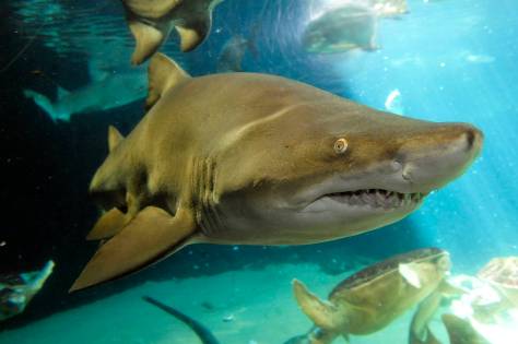 Photo from Info Tiger Shark