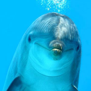 Photo from Dolphin World