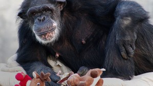 Former NIH chimp at Chimp Haven, photo from CBS News