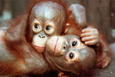 Photo from Orangutan Photos