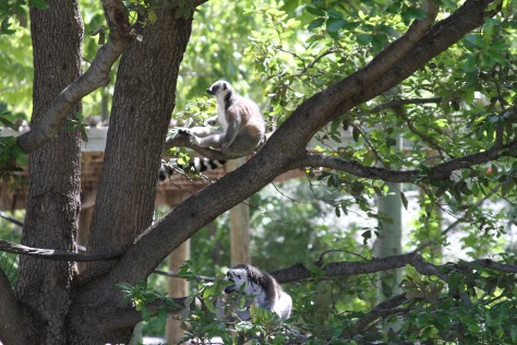 Photo by me of a lemur at the Dallas Zoo I took for my monograph
