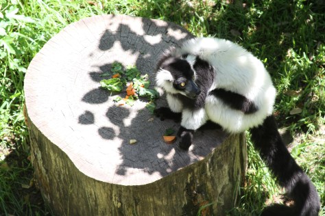 Photo by me of a lemur at the Dallas Zoo I took for my monograph