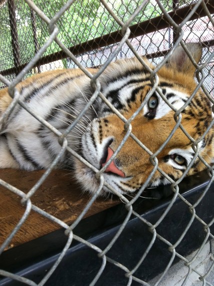 The beautiful Aasha with her gorgeous blue eyes.