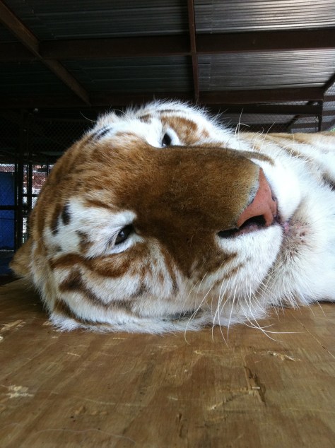 My favorite boy Tyjar. I couldn't tell if he was lethargic or just very sleepy since it was so hot out.