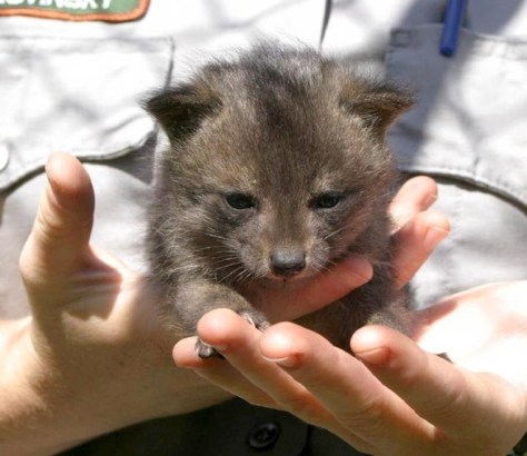 Photo of dwarf fox from Treehugger.com 