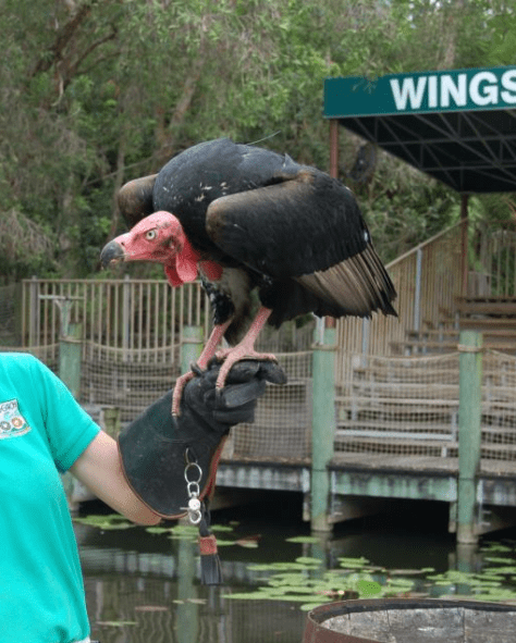 Brahma at the Palm Beach Zoo, Photo by Cassie Klein