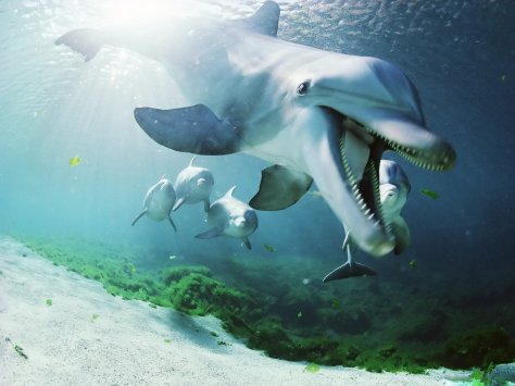 Dolphin-Underwater-Best-Wallpaper-HD-3