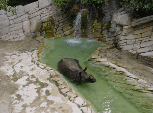 Rhino at the Fort Worth Zoo, this exhibit is notorious for being very easy for the public to stroll in to. In fact, during my last visit I saw a man wander into the habitat, look at the rhino and walk back out.