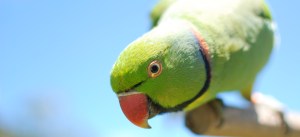 Echo parakeet