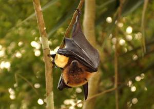 Rodrigues fruit bat