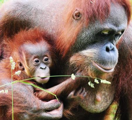 Photo from Durrell Wildlife Park