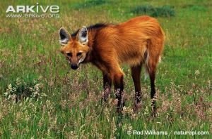 Female-maned-wolf-