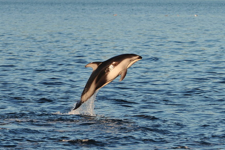 Want to be a citizen scientist?