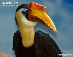Another male hornbill