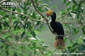 A female Sunda wrinkled hornbill