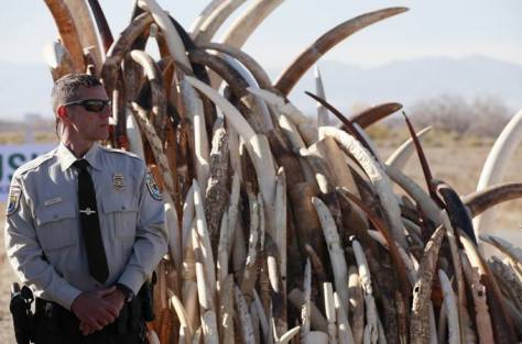 Confiscated ivory to be destroyed