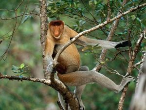 Proboscis Monkey