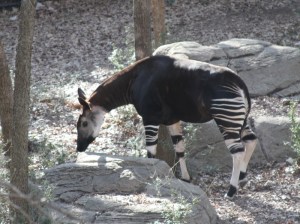 Okapi at the DZ, photo by me