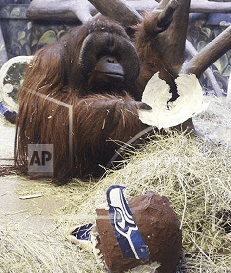 Photo from the Associated Press/Hogle Zoo
