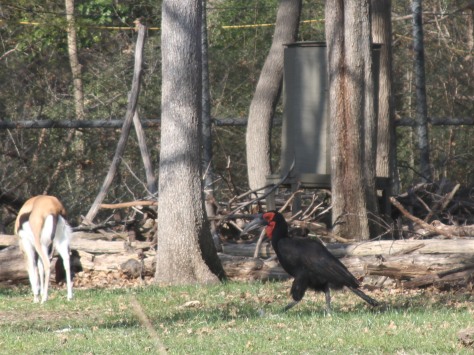 A Southern Ground Hornbill walks the savanna habitat at the Dallas Zoo