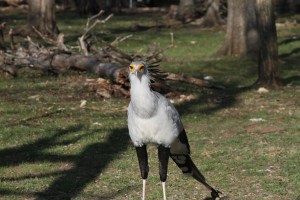 A secretary bird sharing the habitat with the hornbills