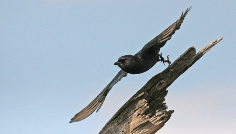 Fork-Tailed Drongo by Mike Richardson