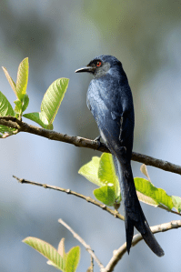 Ashy Drongo by  Sudhir Naik