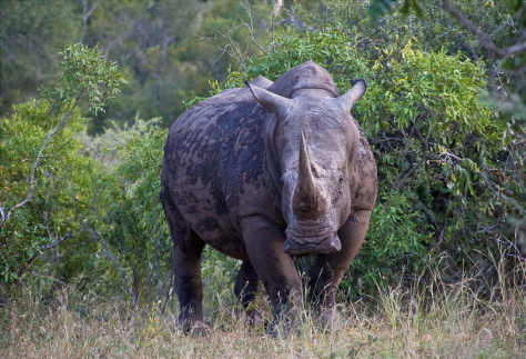 Rhino at the Great Limpopo Transfrontier Park by Andre Van Rooyen