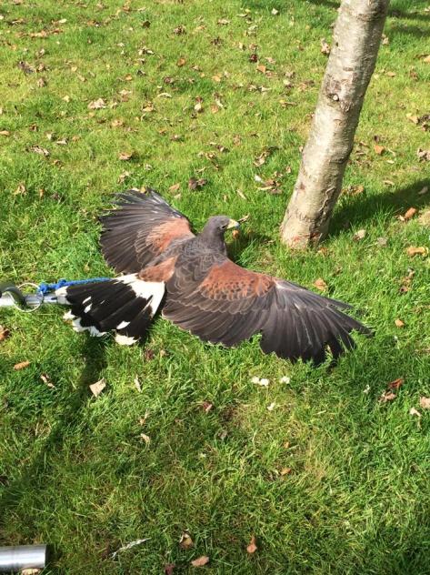 Harris Hawk enjoying the sun