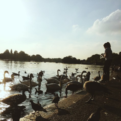 Girl feeding swans in Hyde Park, London Photo by Sarah Bell