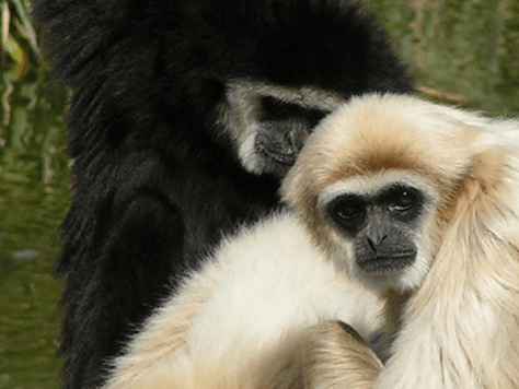 White-handed Gibbon by Drew Mackie