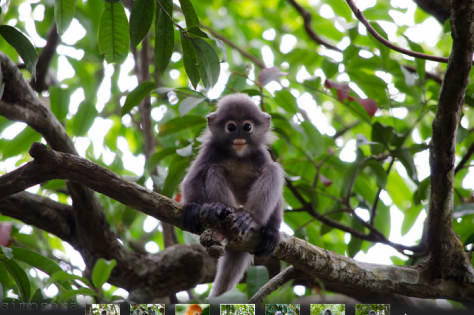 Dusky Leaf Monkey by Simpsora on Flickr