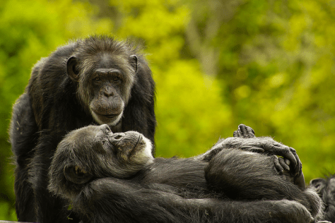 Chimpanzees by Geoffrey Oddie