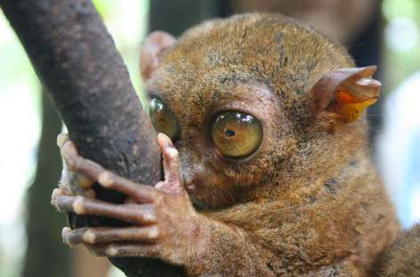 Tarsier by Jaya on Flickr