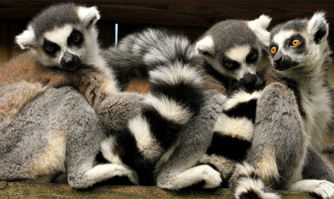 Ring-tailed lemurs by Mark Abel