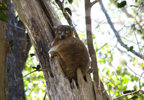 Sportive lemur by Flickr user NH53