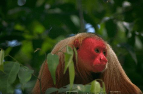 Red-headed Uakari by Aaron Martin