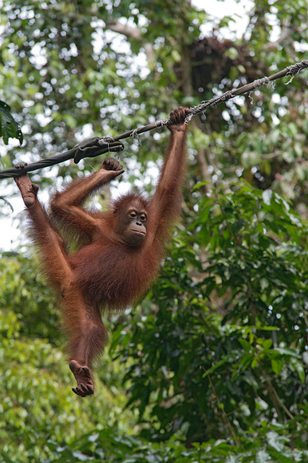 Juvenile orangutan near tourist center in Malaysia by Merlijn Hoek on Flickr