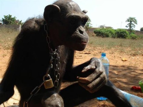 0722.chimptwo.zac_before_153AFDA05DE4E.600