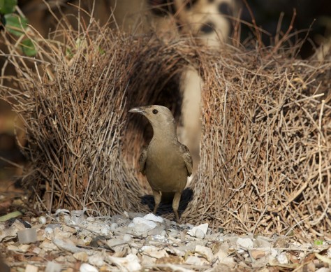 Bowerbird by Flickr user Sunphlo