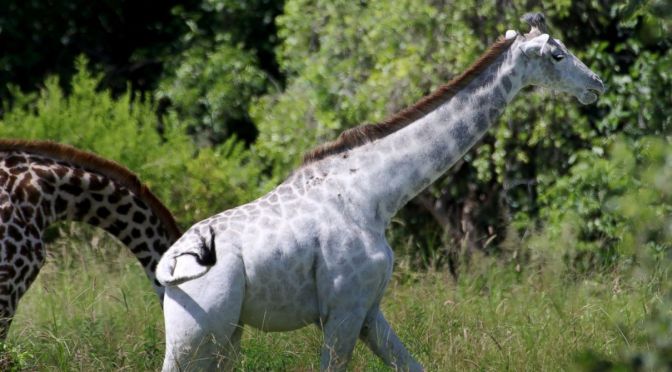 Omo the White Giraffe